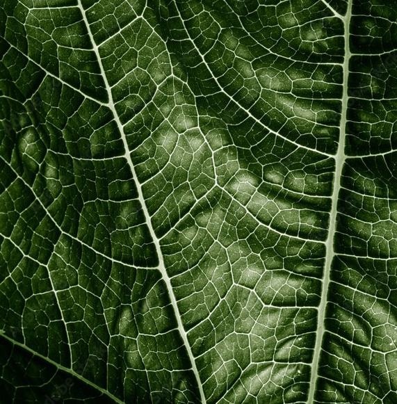 Close-up of a green leaf with detailed vein structure
